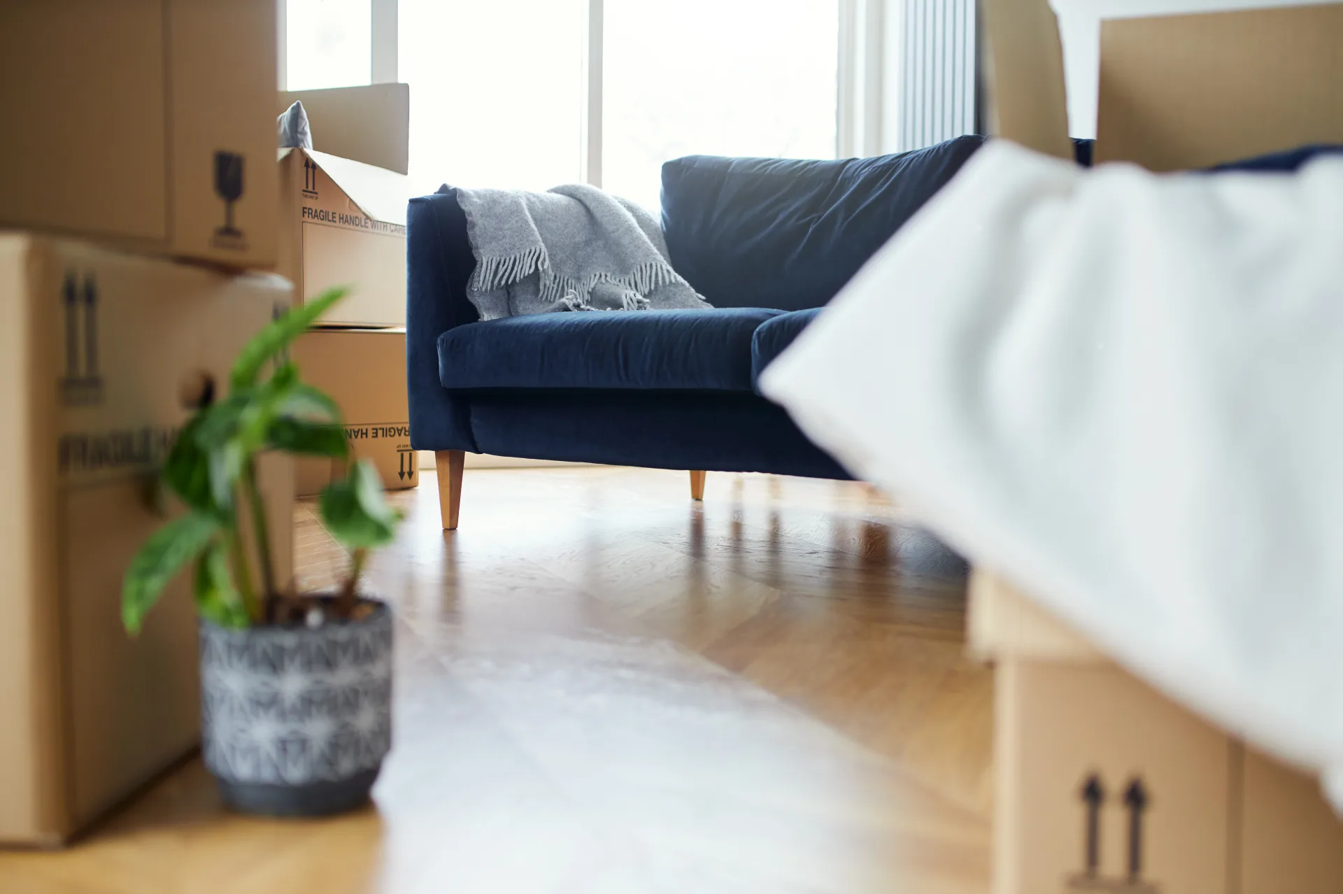 Stacked moving boxes and a houseplant beside a navy sofa